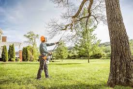 How Our Tree Care Process Works  in  Wailua, HI