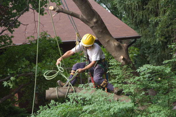 Best Tree Trimming and Pruning  in Wailua, HI