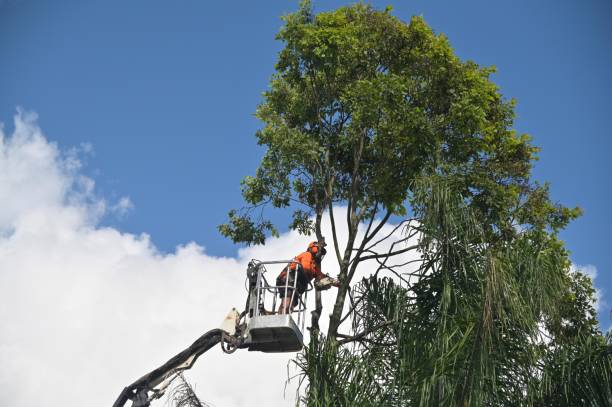 Best Weed Control  in Wailua, HI