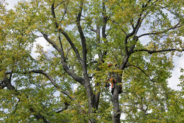 Best Tree Risk Assessment  in Wailua, HI